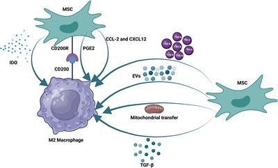 Mesenchymal stem cell application in pulmonary disease treatment with emphasis on their interaction with lung-resident immune cells